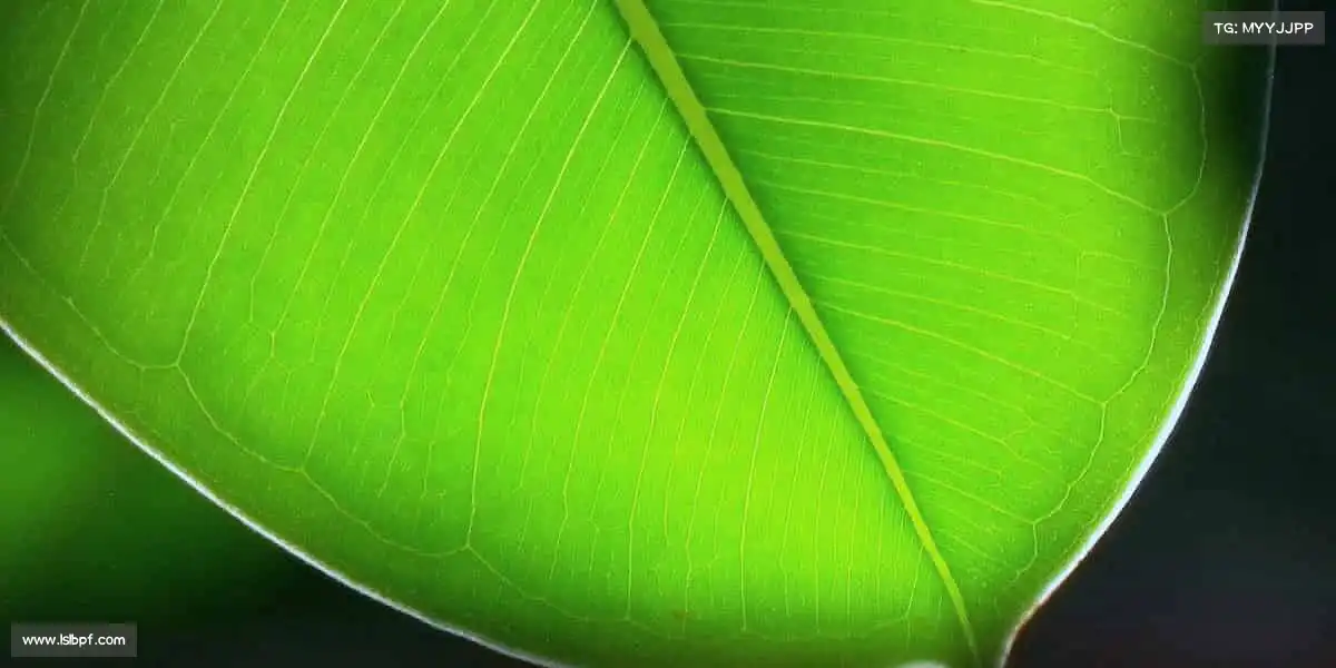 必一每一次坚持,都是对自我的致敬!🤜🤛